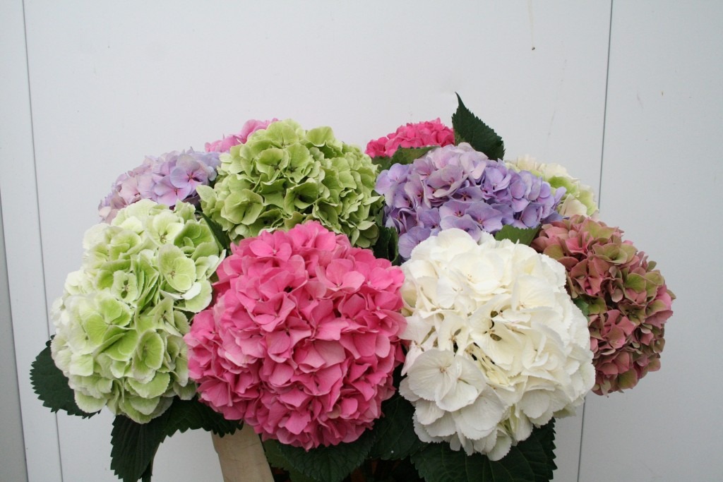 Hortensia2-1-1024×683-1.jpg Hortensia2-1-1024x683-1.jpg