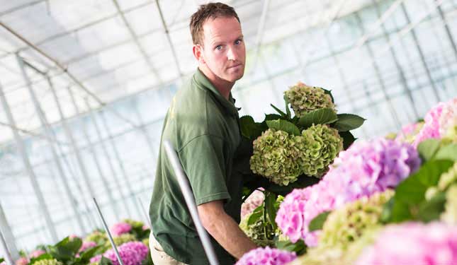 hortensia4.jpg hortensia4.jpg